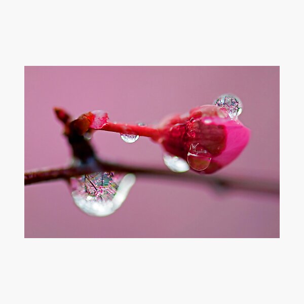 Spring Jewels Photographic Print