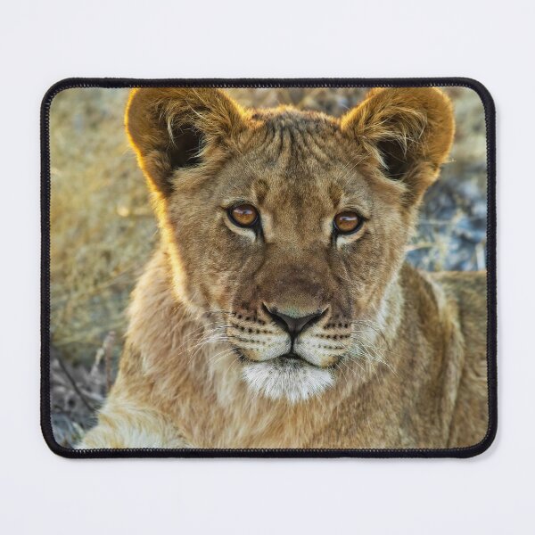 Item preview, Kalahari Lion Cub designed and sold by Kay Brewer.