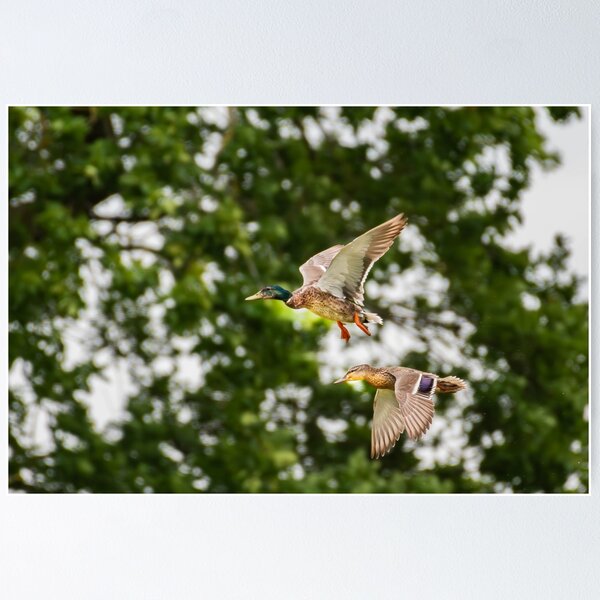 Item preview, Mallard Duck designed and sold by MTPhotos1406.