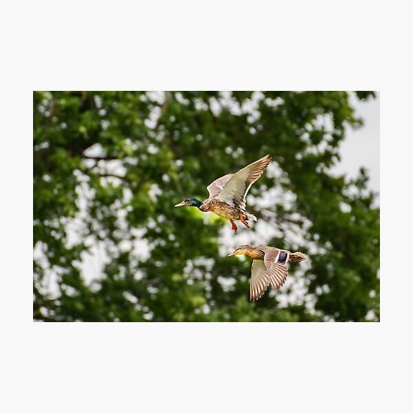 Item preview, Mallard Duck designed and sold by MTPhotos1406.
