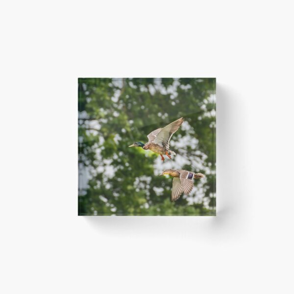 Item preview, Mallard Duck designed and sold by MTPhotos1406.