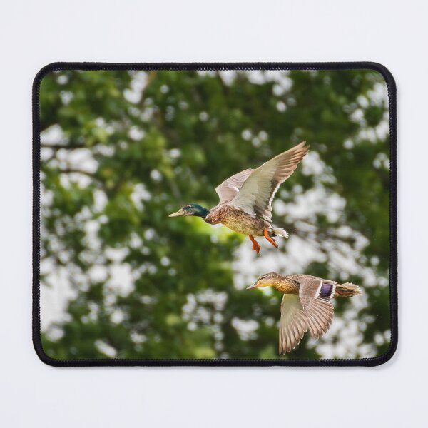 Item preview, Mallard Duck designed and sold by MTPhotos1406.