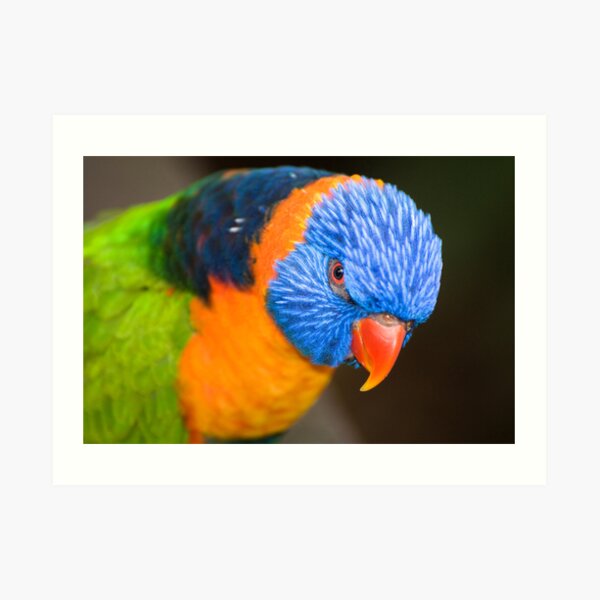 Stare Down Art Print