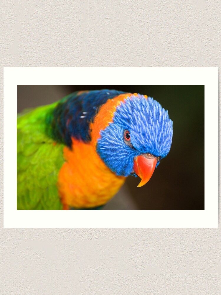 Alternate view of Stare Down Art Print