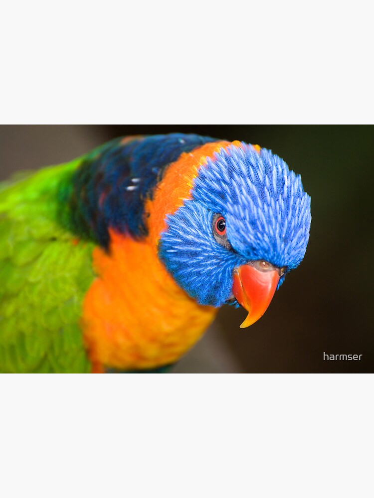 Stare Down by harmser