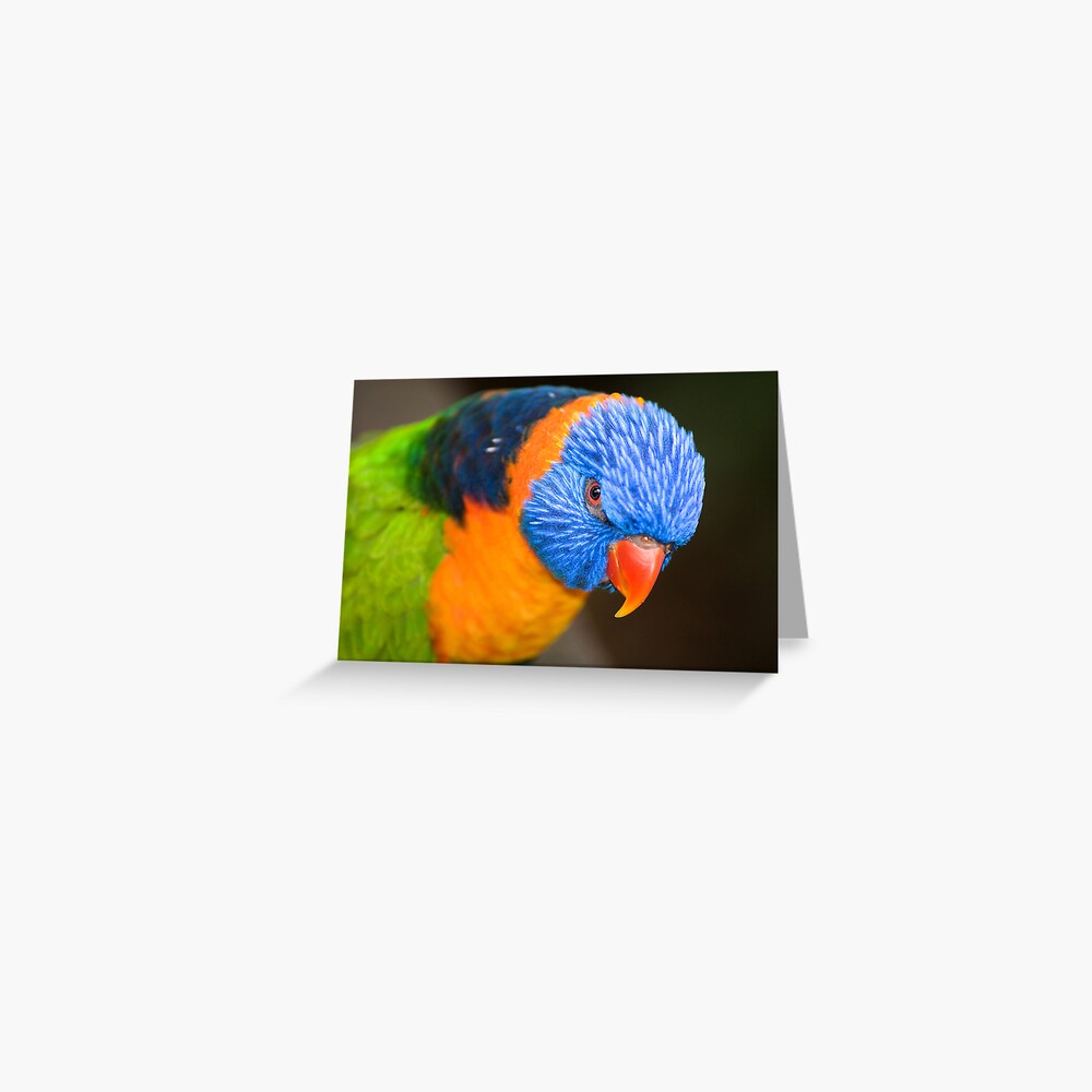 Stare Down Greeting Card