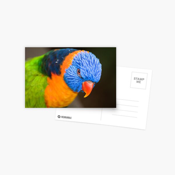 Stare Down Postcard