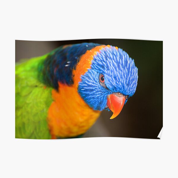 Stare Down Poster