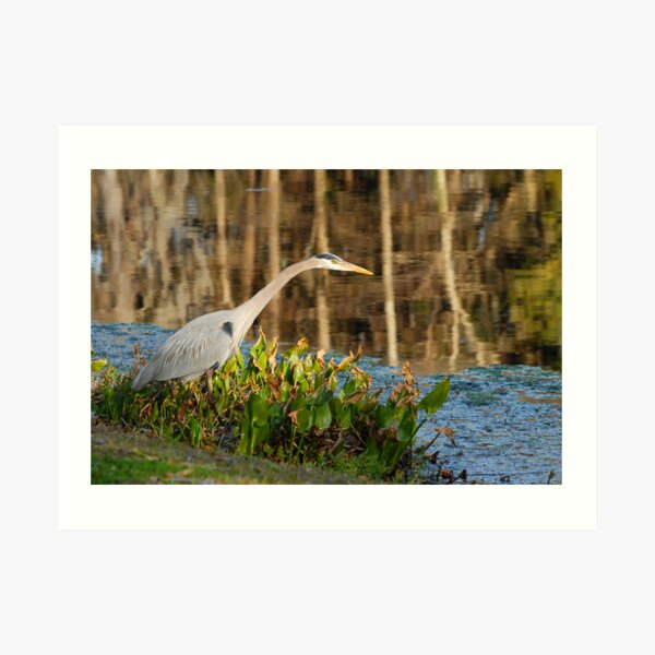 Poised Art Print