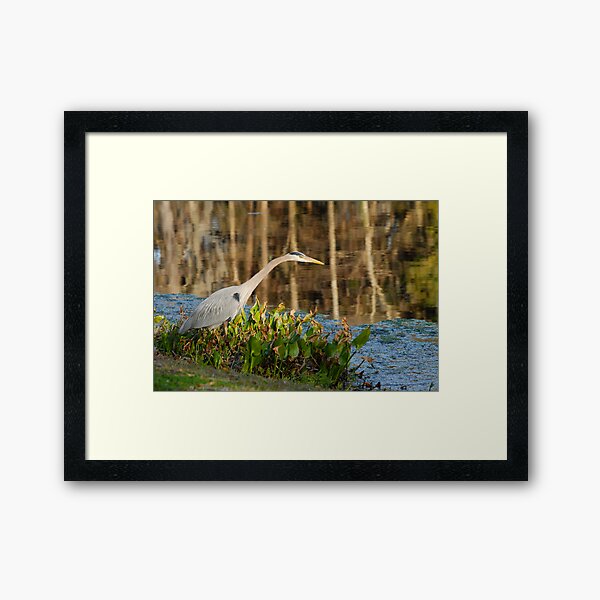 Poised Framed Art Print