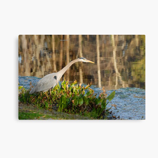 Poised Metal Print