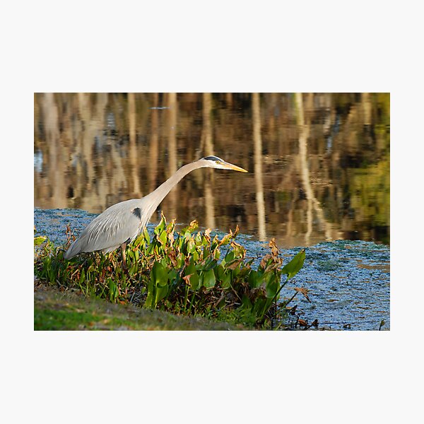 Poised Photographic Print