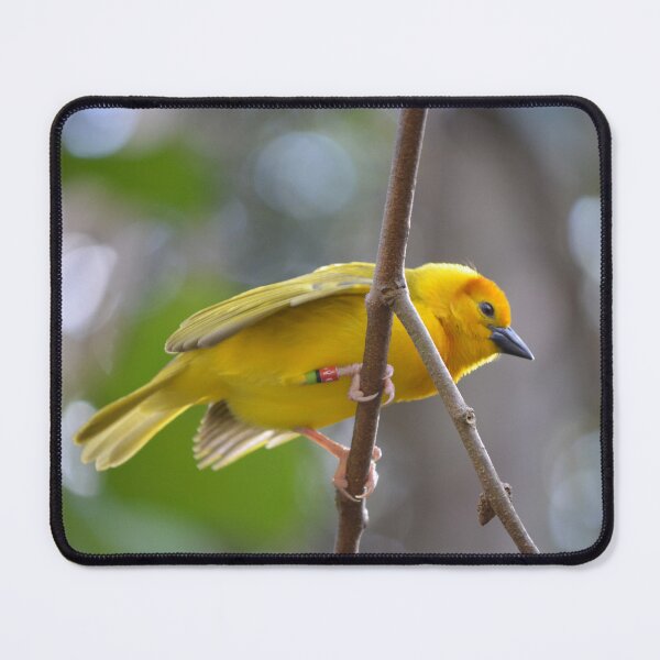 Item preview, Yellow Bird designed and sold by Moonwater.