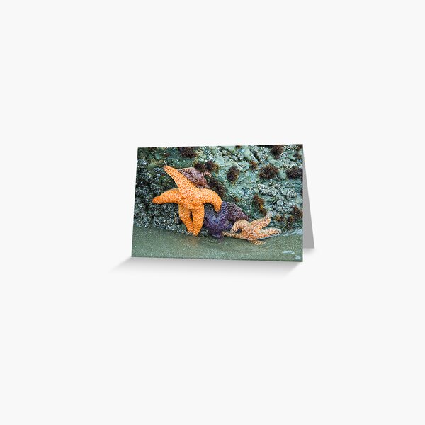 Testing the Water Greeting Card