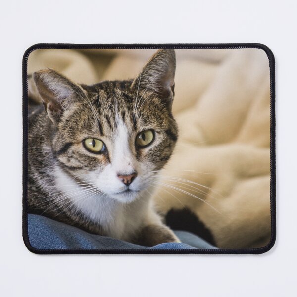 Item preview, Cat snuggling on lap. designed and sold by Moonwater.