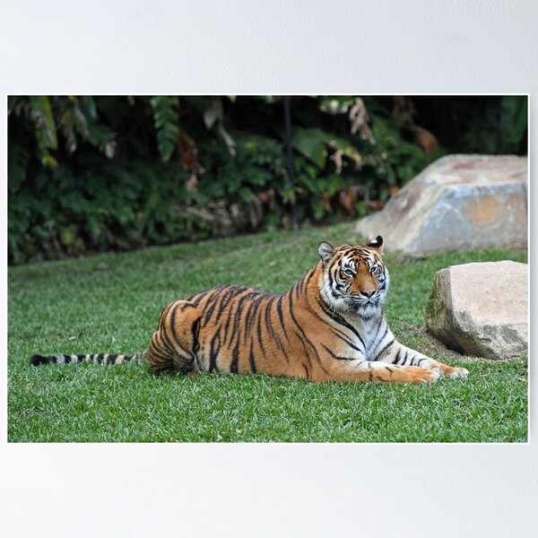 100,000 Sleeping tiger Vector Images | Depositphotos