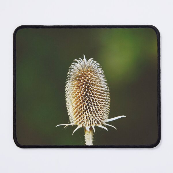 Artikelvorschau, Wilde Karde - Erdige böhmische minimalistische Fotografie entworfen und verkauft von CarolinaReina.