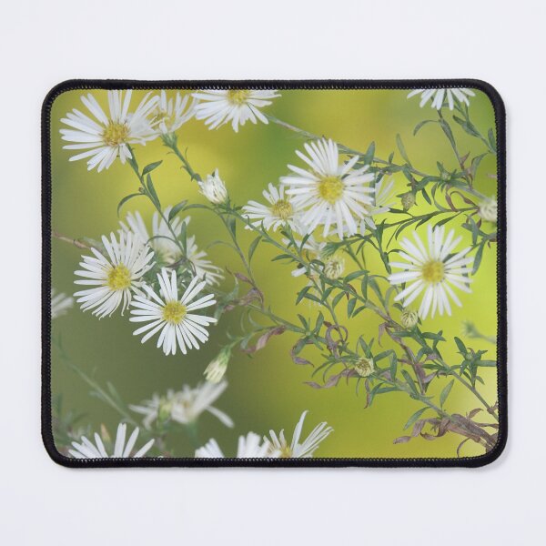 Item preview, White Aster Flowers in Green Botanical Photography designed and sold by CarolinaReina.