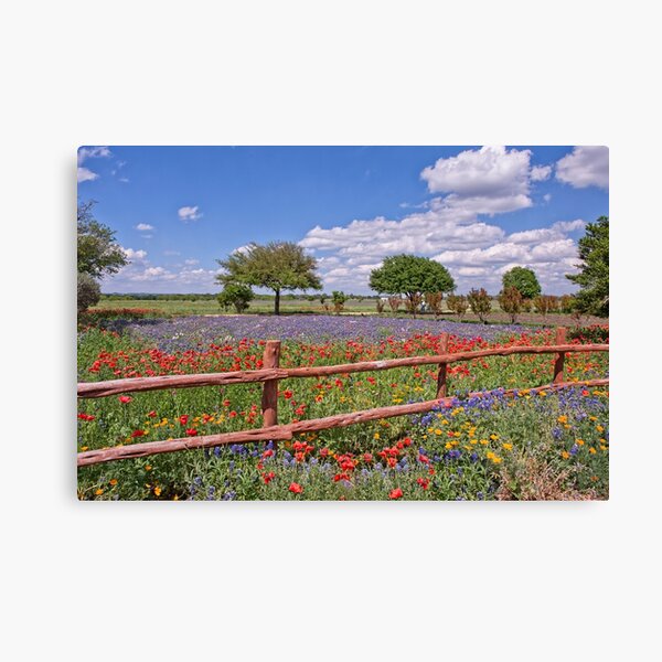 Spring in the Texas Hill Country Canvas Print