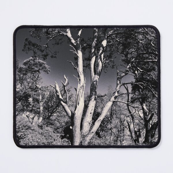 Item preview, Silver Birch Black and white designed and sold by Jim Key.