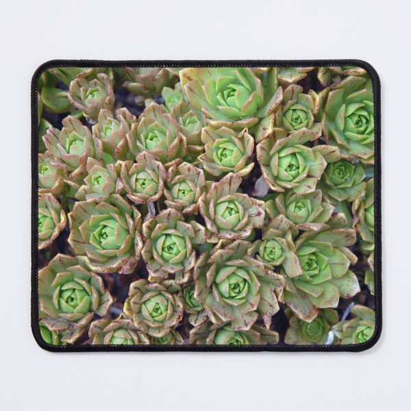 Item preview, Tiny Succulents! designed and sold by NancyKHajjar.