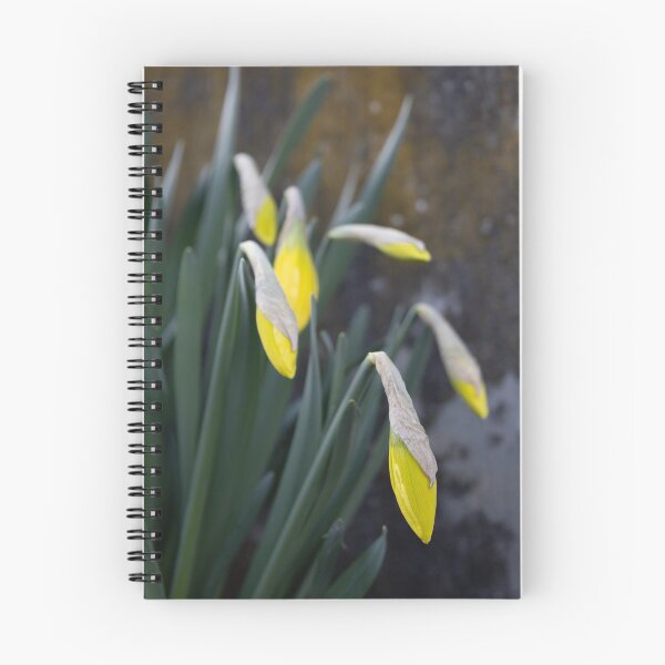 Item preview, Daffodils designed and sold by Calidris Fotografie Steffi & Ben Köppler.