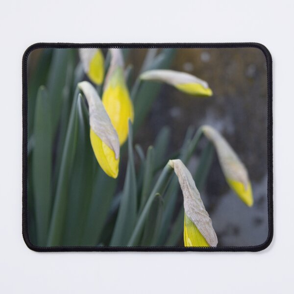 Item preview, Daffodils designed and sold by Calidris Fotografie Steffi & Ben Köppler.