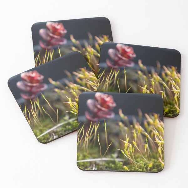 Item preview, Moss designed and sold by Calidris Fotografie Steffi & Ben Köppler.