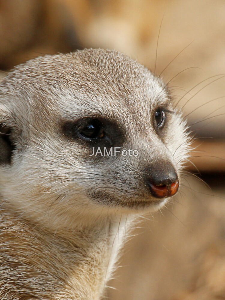Thumbnail 4 of 4, iPhone Case, Meerkat 059 designed and sold by JAMFoto.