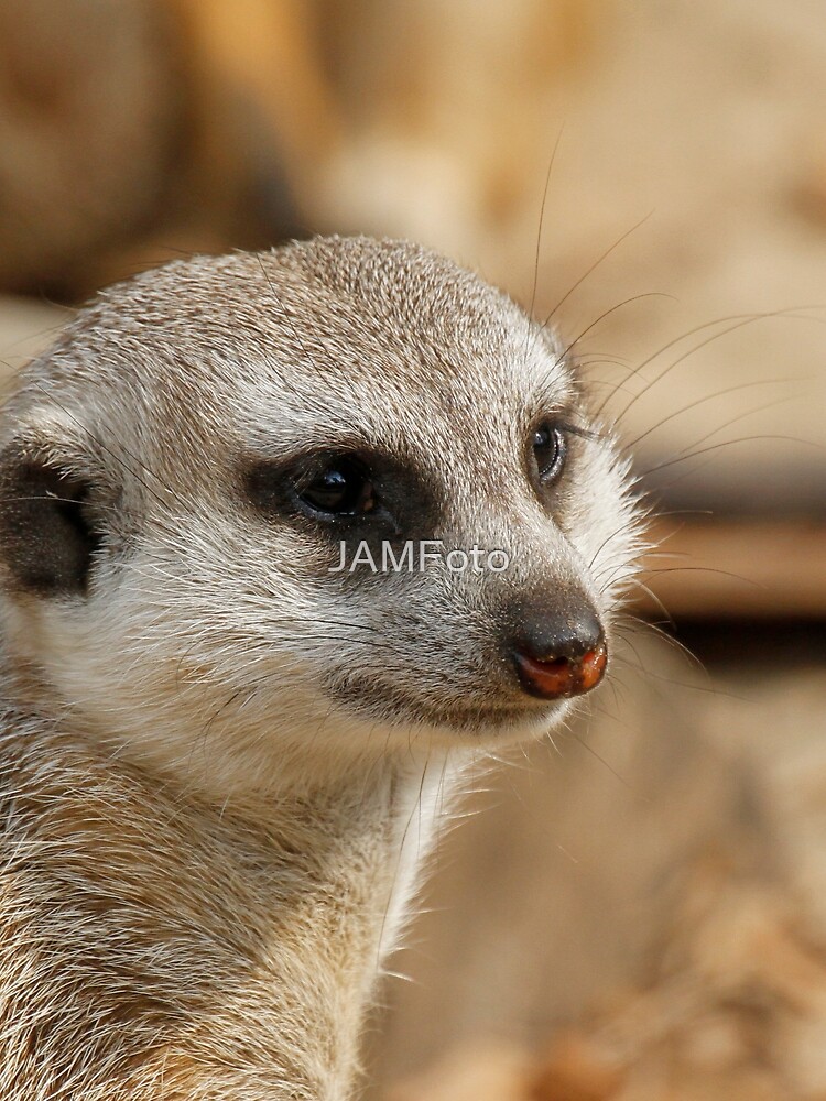 Thumbnail 3 of 3, Scarf, Meerkat 059 designed and sold by JAMFoto.