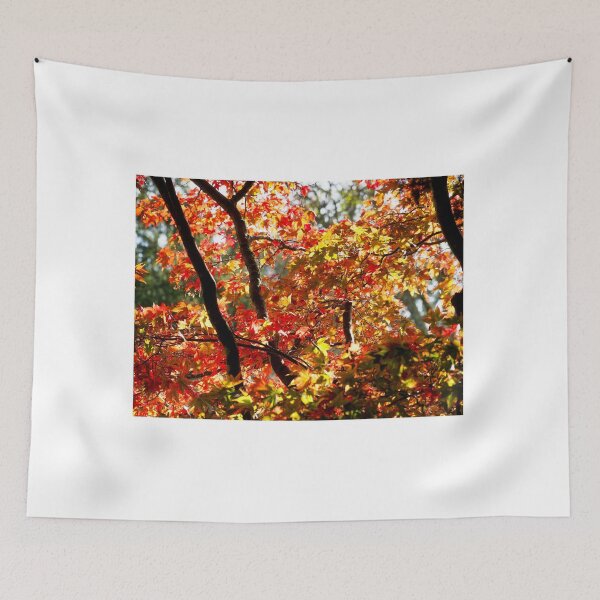 Item preview, Acer Trees in Autumn Sunlight designed and sold by Dorset Girl.