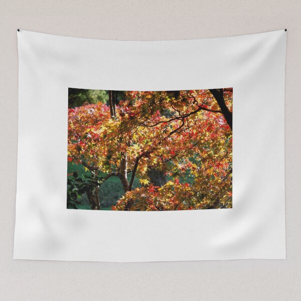 Item preview, Acer Trees in Autumn Sunlight designed and sold by Dorset Girl.