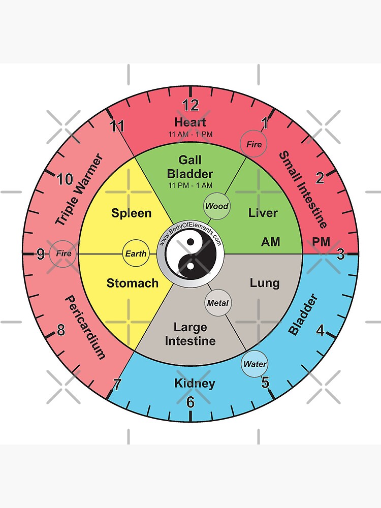 Chinese Medicine Meridian Body Organ Clock Acupuncture