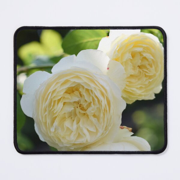 Item preview, Cream roses designed and sold by CatherineMoore4.