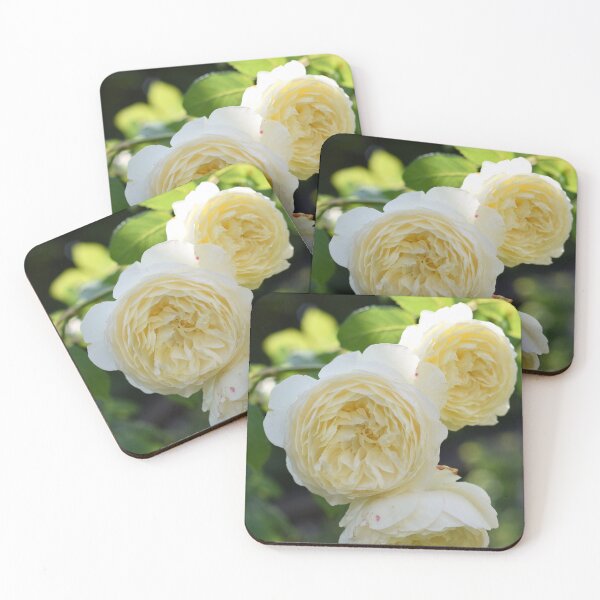 Item preview, Cream roses designed and sold by CatherineMoore4.