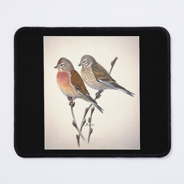 Item preview, Linnet Bird Illustration 19th Century American designed and sold by RocketshipRetro.