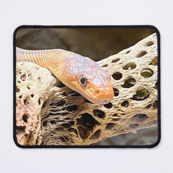 Item preview, Snake says hello there. designed and sold by AnimalsNJackie.