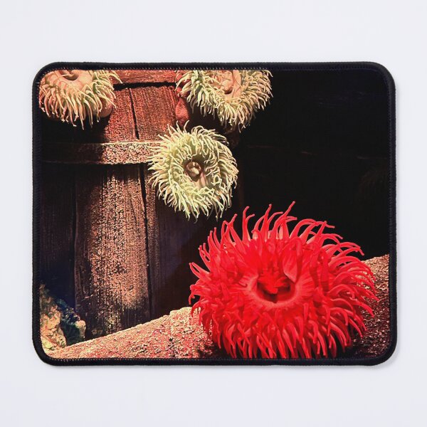 Item preview, Sea anemones are vibrant designed and sold by AnimalsNJackie.