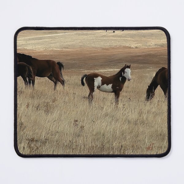 Item preview, Paint Filly with a White Face designed and sold by Vivar Photo.