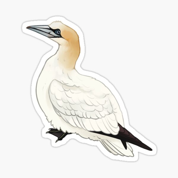 northern gannet Sticker