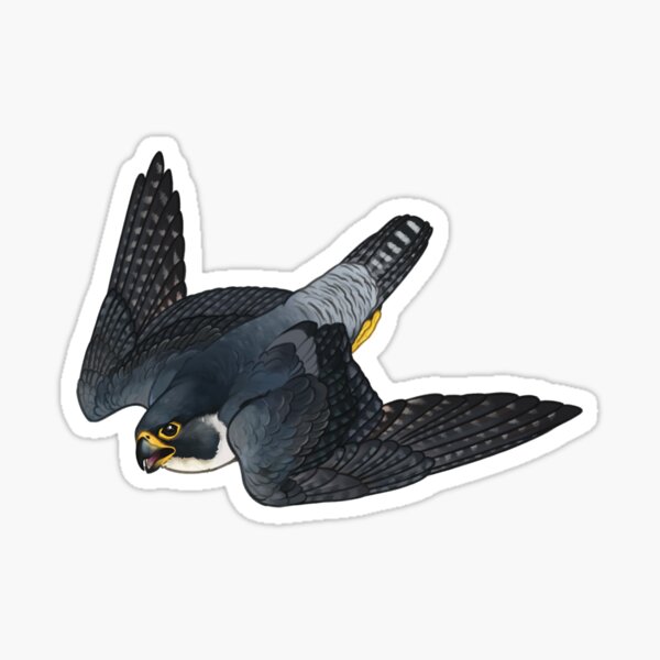peregrine falcon Sticker