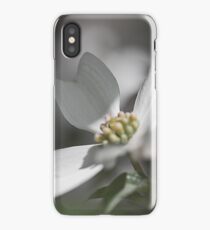 Dogwood Tree in Full Bloom This Season iPhone Case
