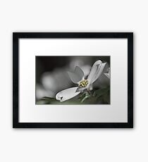 Dogwood Tree in Full Bloom This Season Framed Print