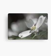 Dogwood Tree in Full Bloom This Season Metal Print