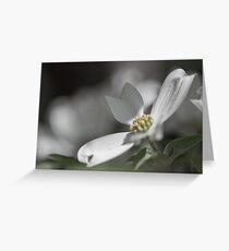 Dogwood Tree in Full Bloom This Season Greeting Card