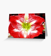 Amaryllis Ambush Greeting Card