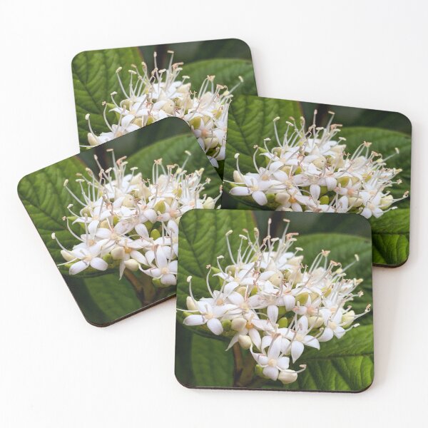 Item preview, Cornus Sericea 'Cardinal' designed and sold by Charles Oliver Creations.