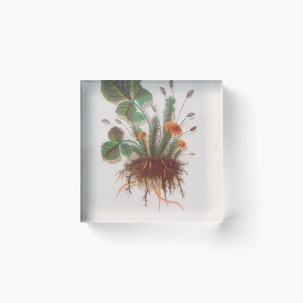 Item preview, Moss & Gold Thread - 1860s American Lithograph design designed and sold by cheeseburgercat.
