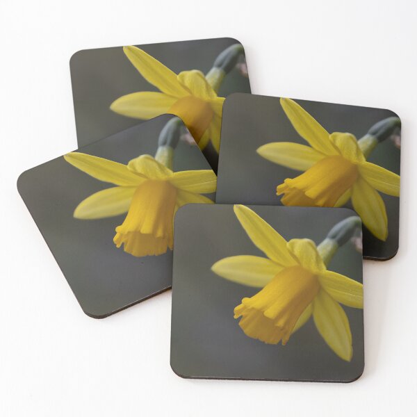 Item preview, Daffodil designed and sold by Calidris Fotografie Steffi & Ben Köppler.