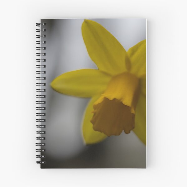Item preview, Daffodil designed and sold by Calidris Fotografie Steffi & Ben Köppler.